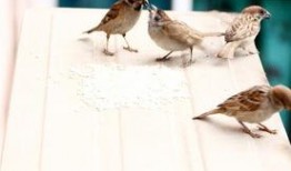 麻雀全集在线观看,揭秘抗战岁月中的英雄传奇